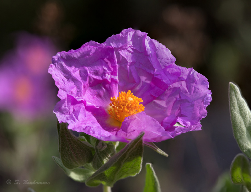 Cistus albidus