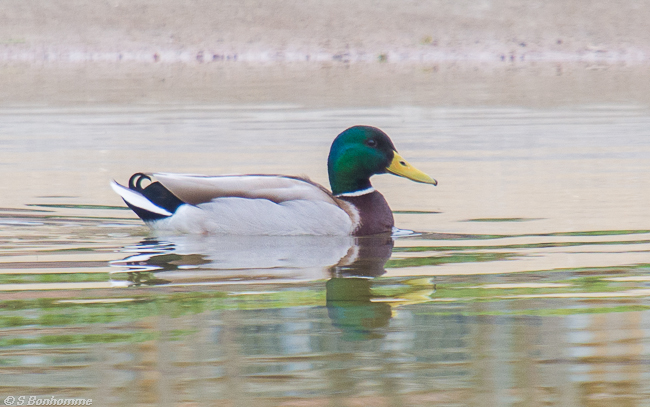 Canard colvert