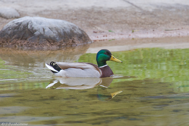 Canard colvert