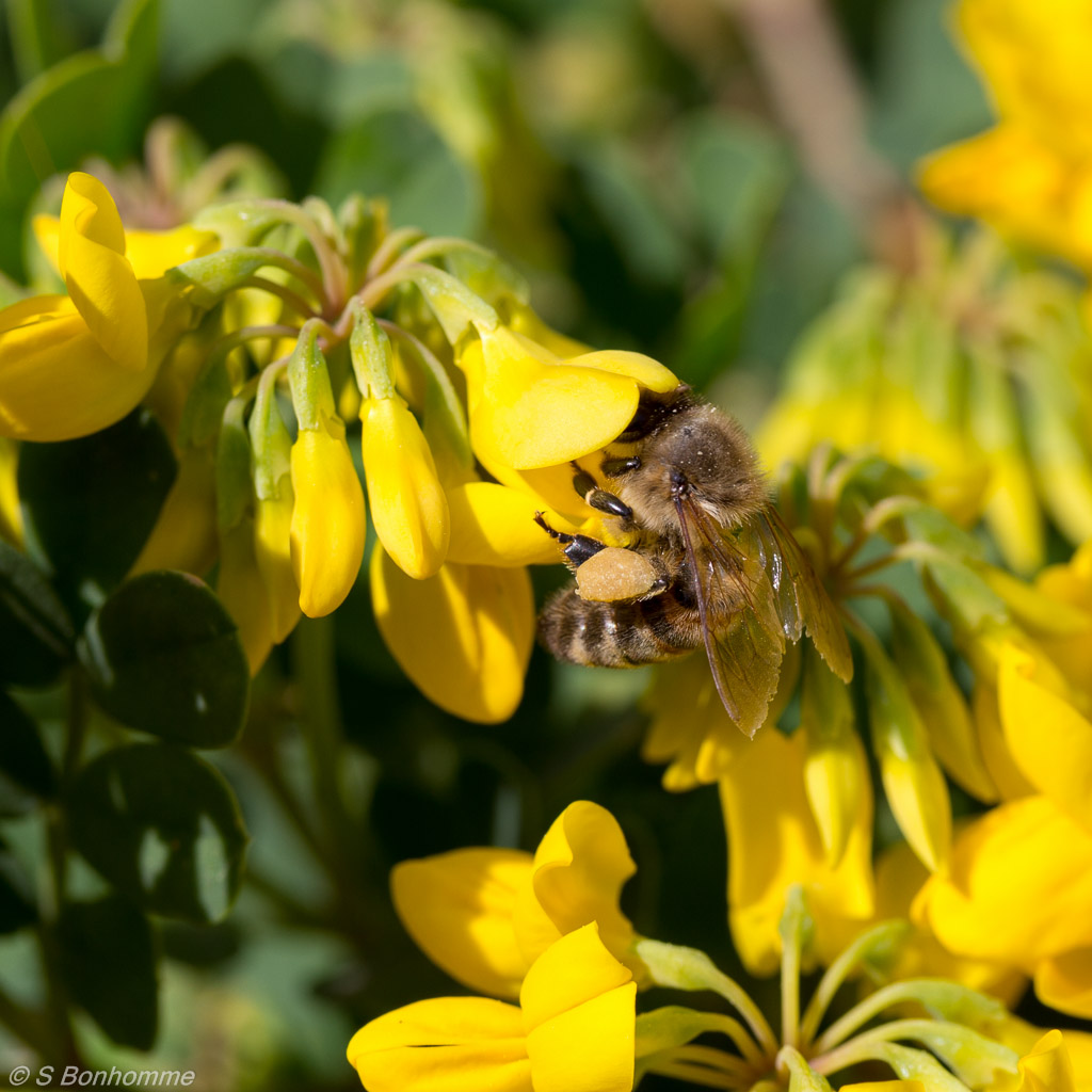 Coronille et abeille