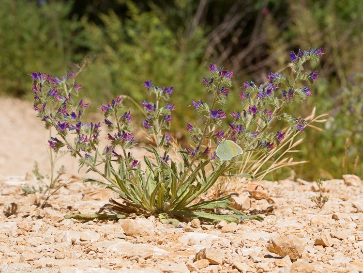 Echium_vulgare