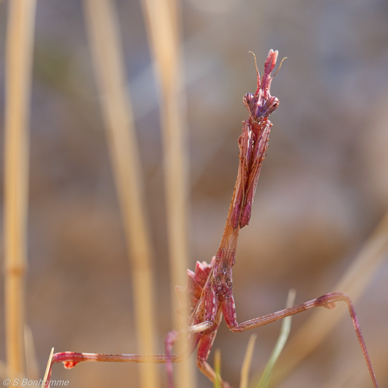 Empusa pennata