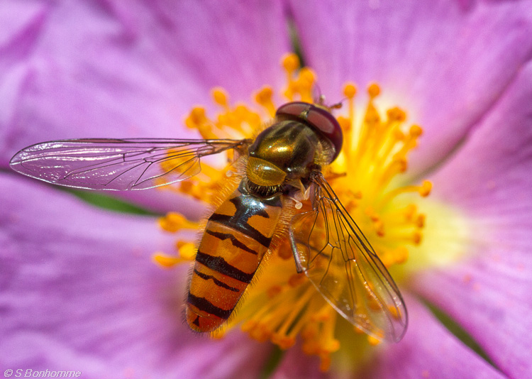 Episyrphus balteatus en entier rapport 1:1