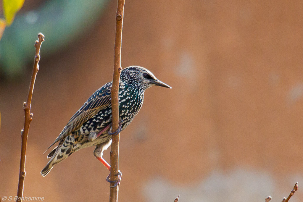 Sturnus vulgaris