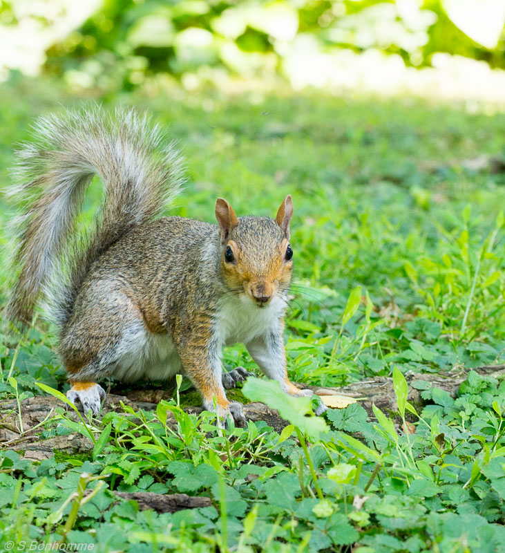 Ecureuil gris Central Park