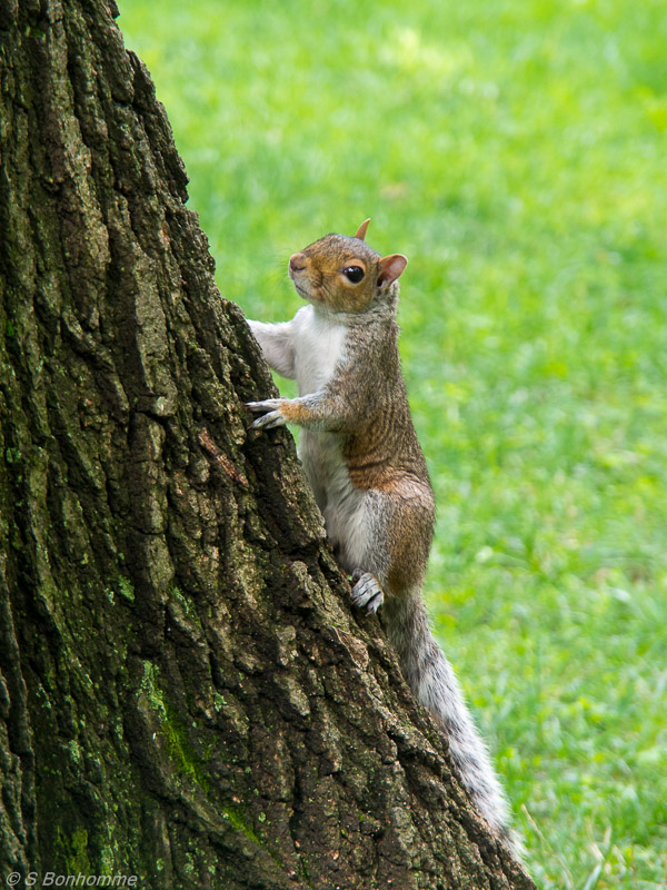 Ecureuil gris Central PArk