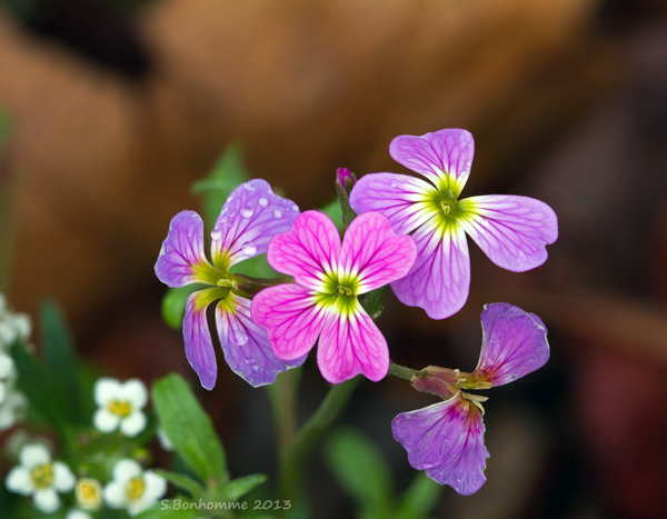 Fleurs stack