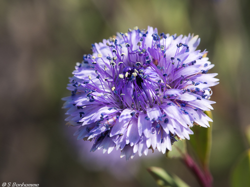 Globularia_alypum