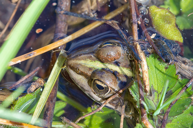 Grenouille