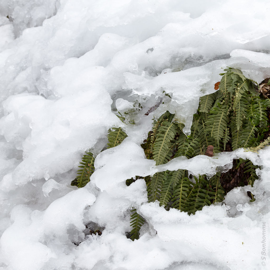 De l'hiver au printemps