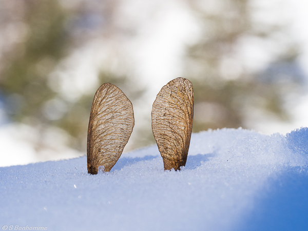 Lapin des neiges