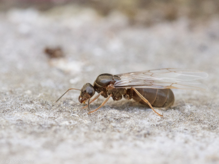 Gyne Lasius_sp