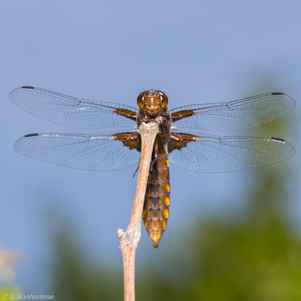 Libellula depressa mâle