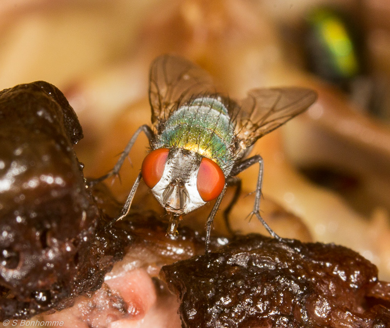 Lucilia sericata femelle de face