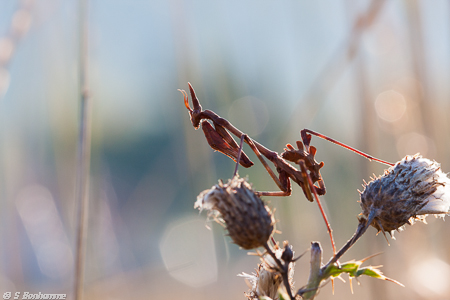 Empusa pennata à l'affût