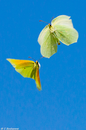 Couple de citrons de Provence