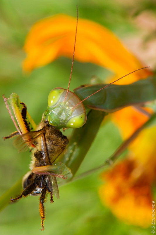 Mantis religiosa