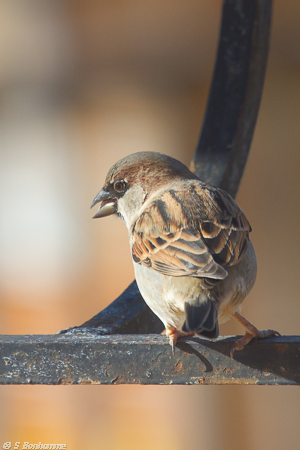 Moineau Domestique