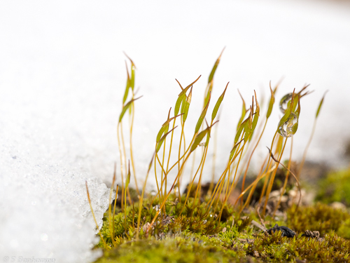 Mousse et Neige