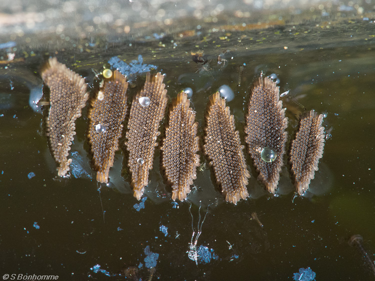 Oeufs de moustique