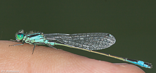 Agrion élégant sur le doigt