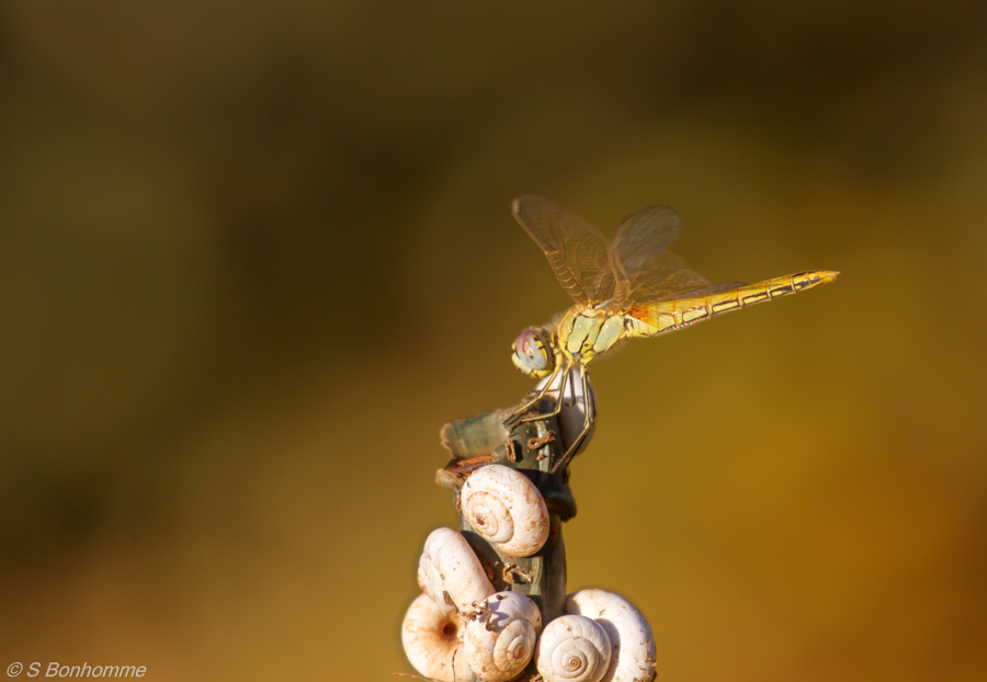 Sympetrum on the top