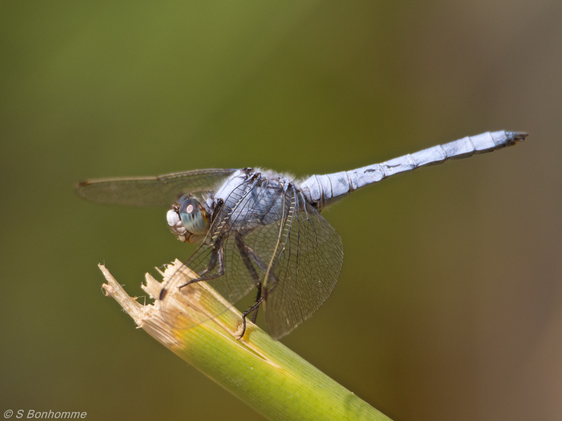 Orthetrum brunneum mâle