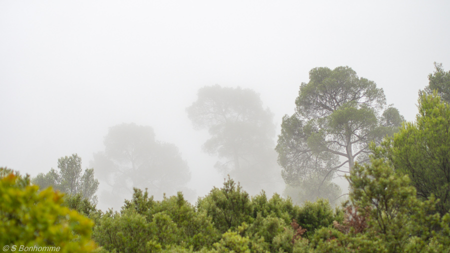 Portrait d'arbres