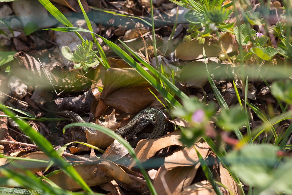 Podarcis muralis