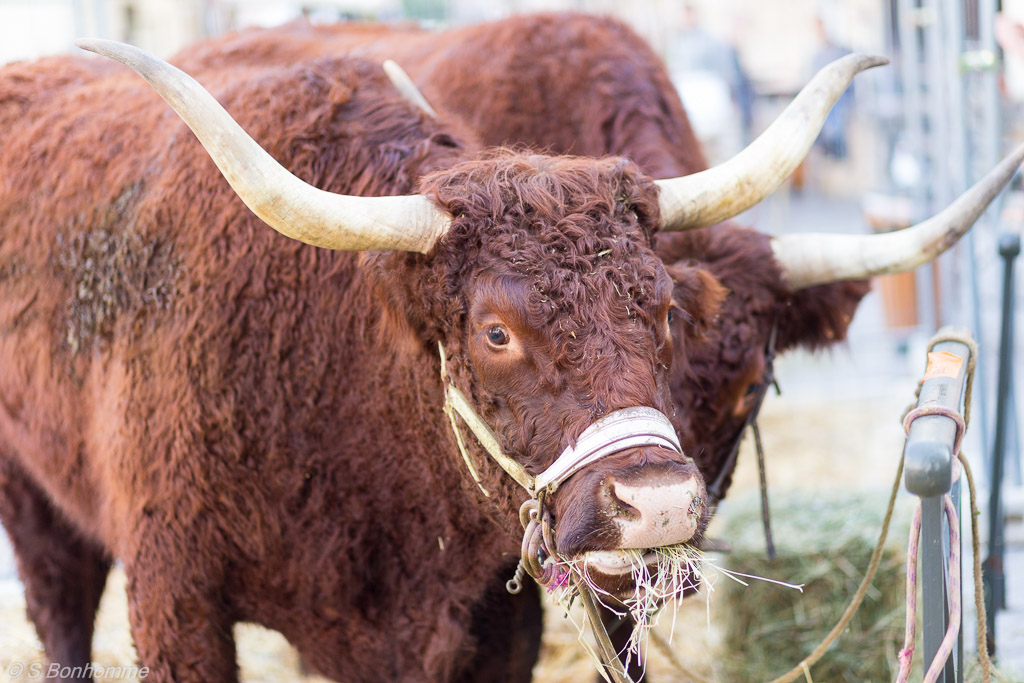 Ruralia 2014 : Vache de race salers