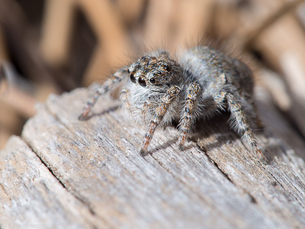 Salticidae de profil