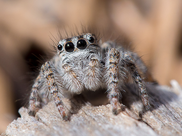 Salticidae Mini Cooper