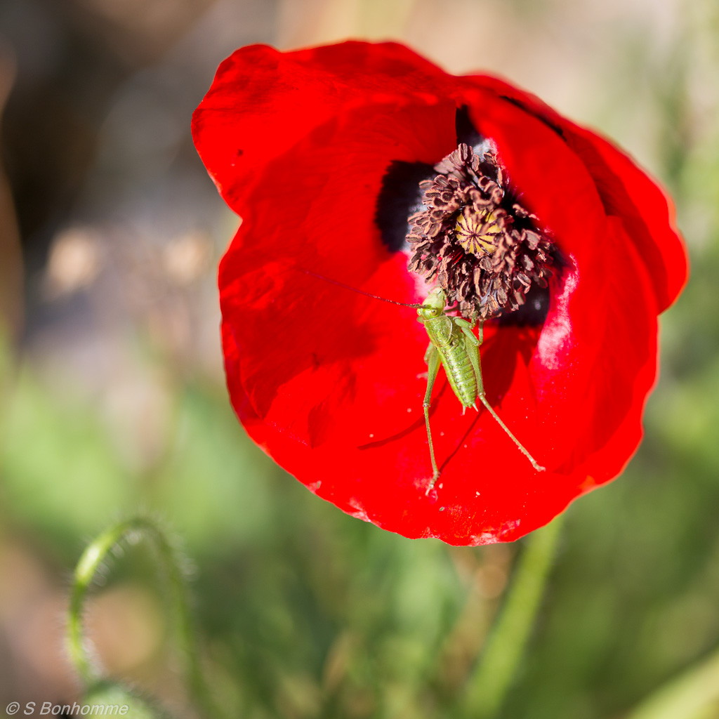 Sauterelle et coquelicot