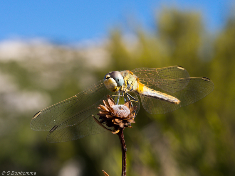 Sympetrum fonscolombii femelle