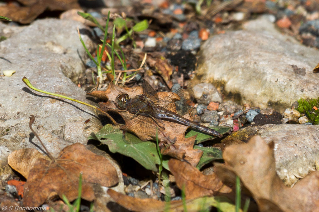 Sympetrum striolatum