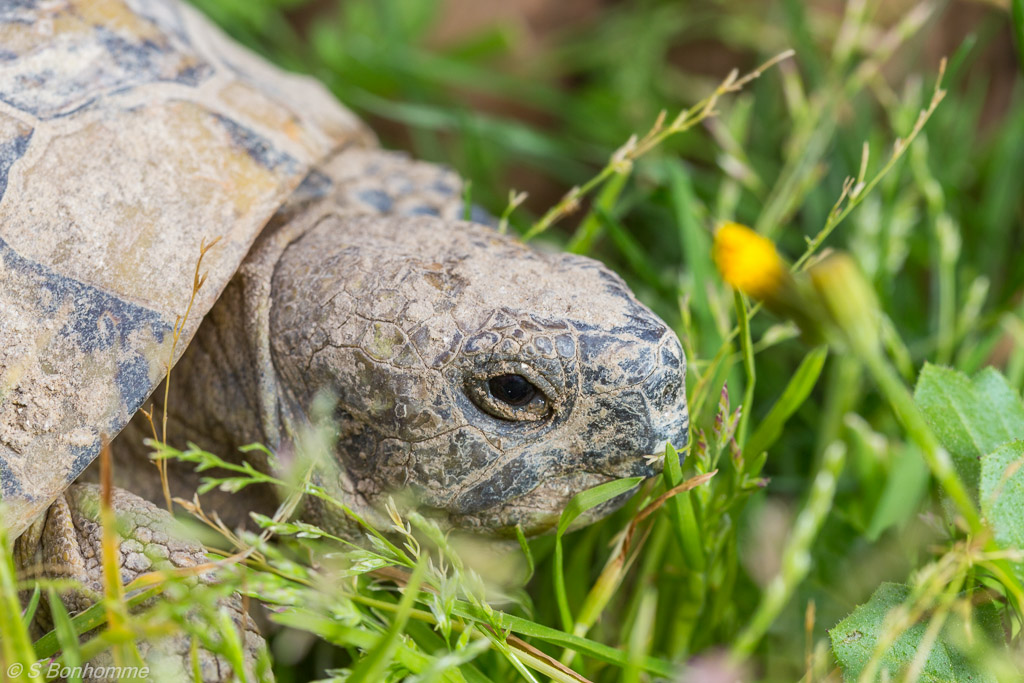 tortue d'Hermann