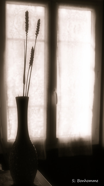 NatureMorte : blé devant une fenêtre en contre-jour
